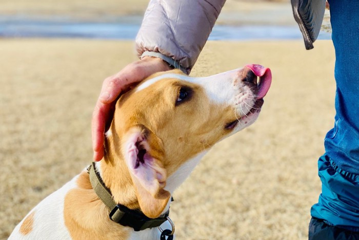 頭を撫でられている犬