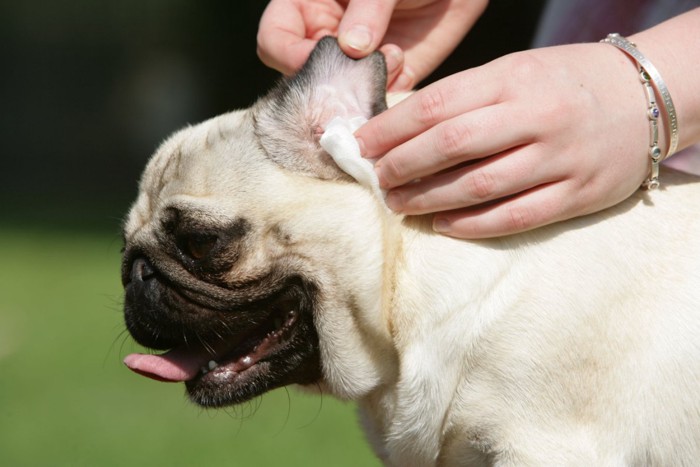 耳掃除をする犬