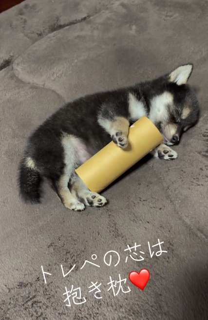 トイレットペーパーの芯を抱いて眠るあられちゃん