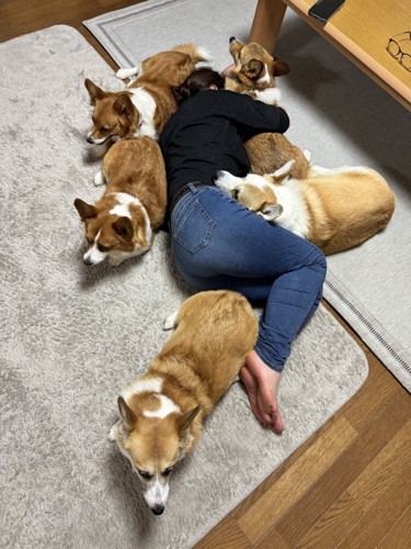 コーギー
