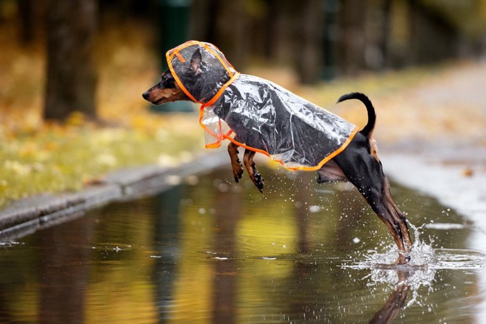 水たまりをジャンプするレインコートの犬