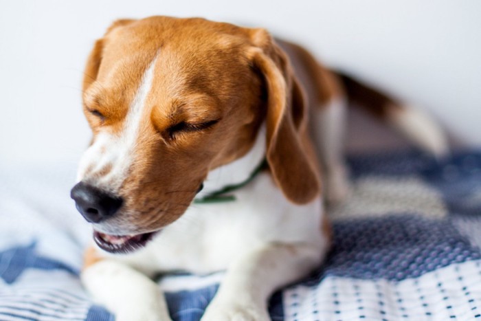 落ち着かない様子の犬