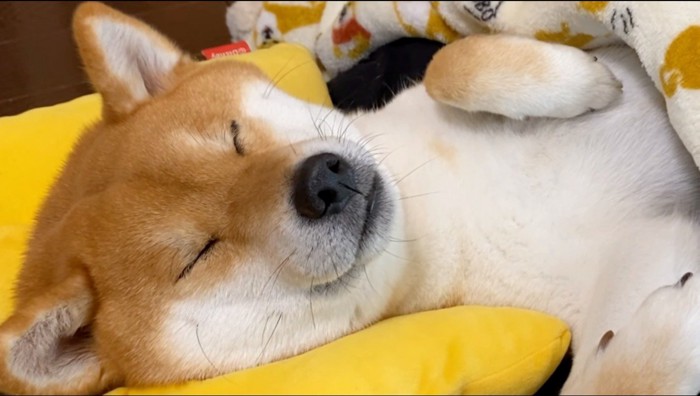 黄色い枕に頭を乗せて眠る犬