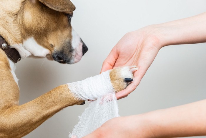 犬と寝る男性