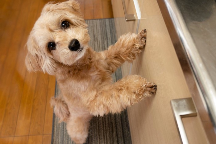 キッチンでつかまり立ちする犬