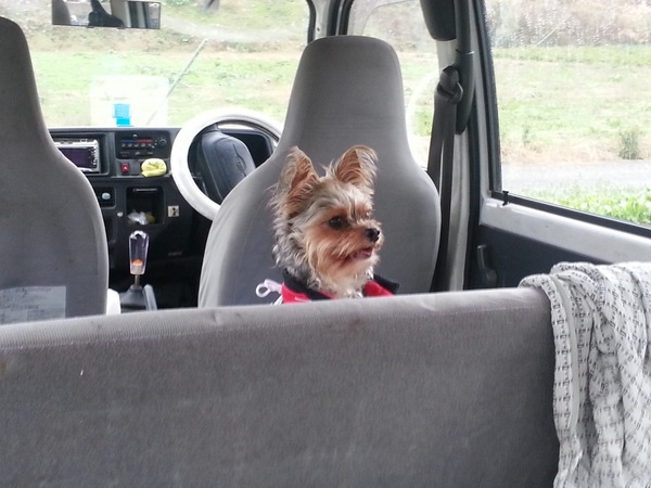 車内の犬