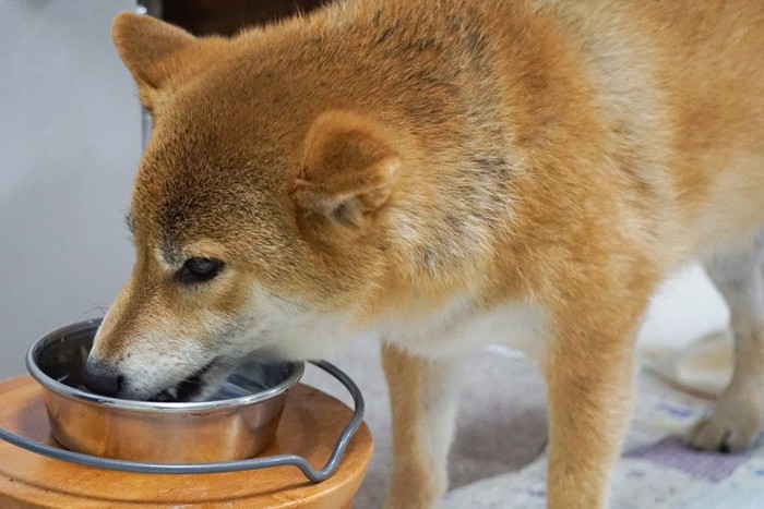 フードを食べる犬