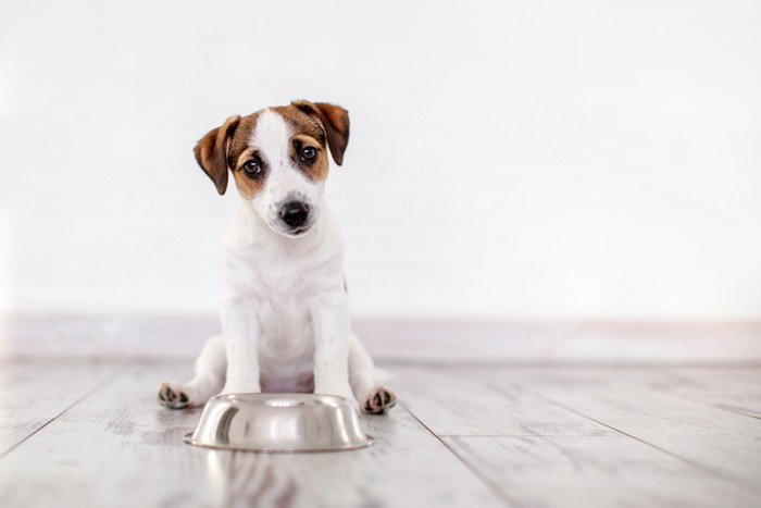 餌入れの前でおすわりしている犬