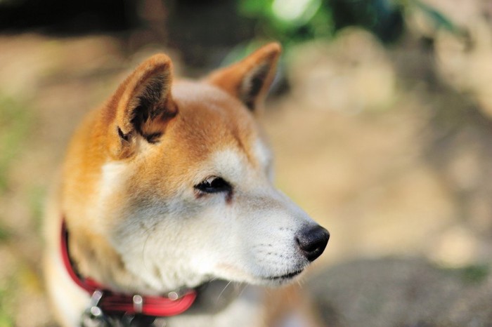 柴犬の横顔