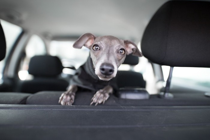 車内から見つめる犬