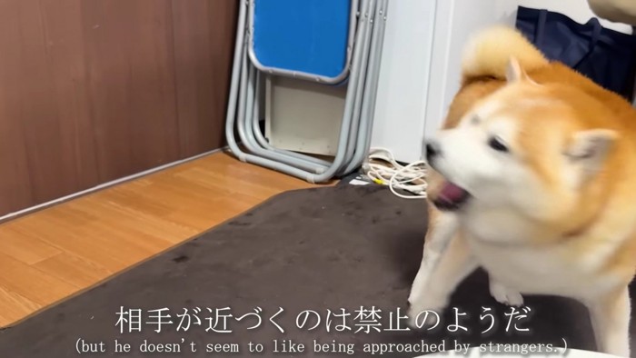 「近づかないで！！」