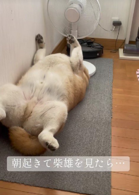 扇風機でクールダウン！？