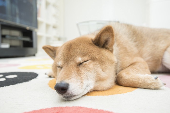 リビングで寝ている犬