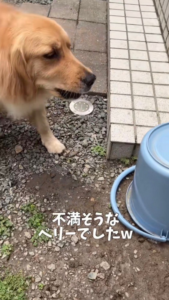 バケツに向かって吠える犬