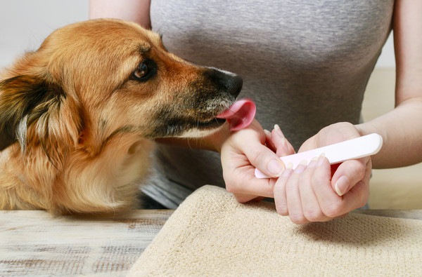 犬と飼い主