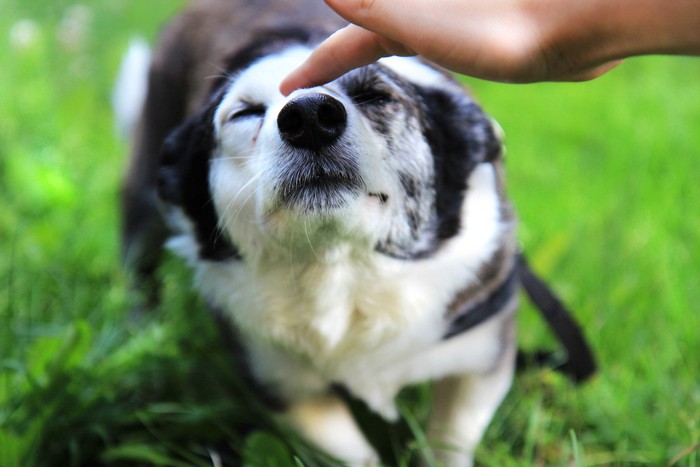 鼻筋をなでられる犬