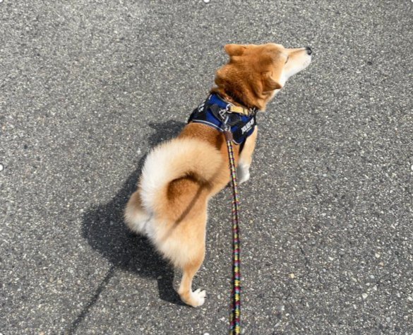 穏やかな時間