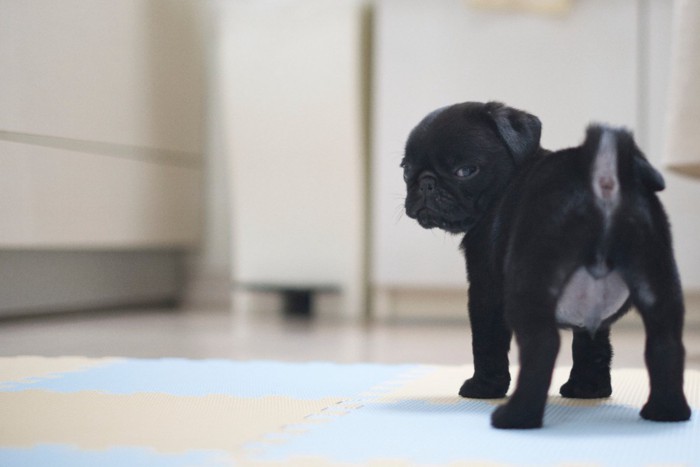 振り返るパグの子犬