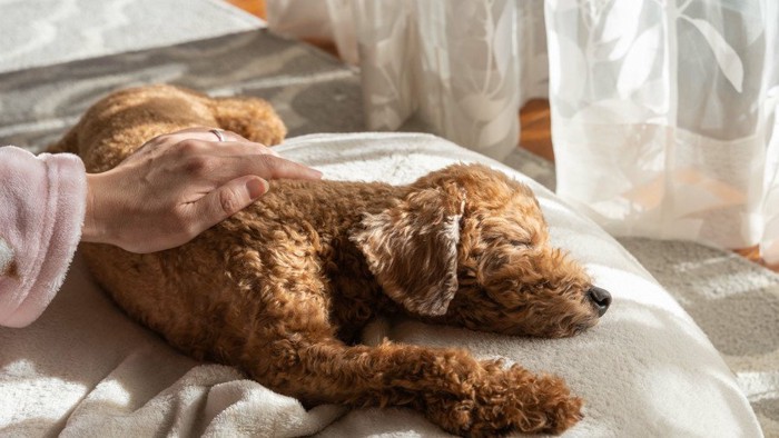 昼寝する犬を撫でる