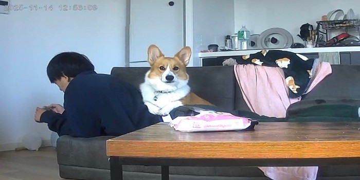 お留守番中のポムちゃん7