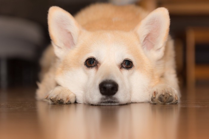 伏せる犬