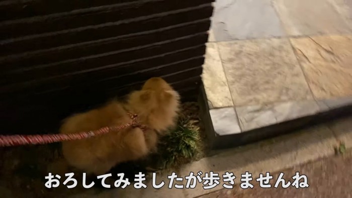 リードにつながれた犬