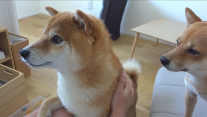 男性に体を撫でてもらうオスの柴犬