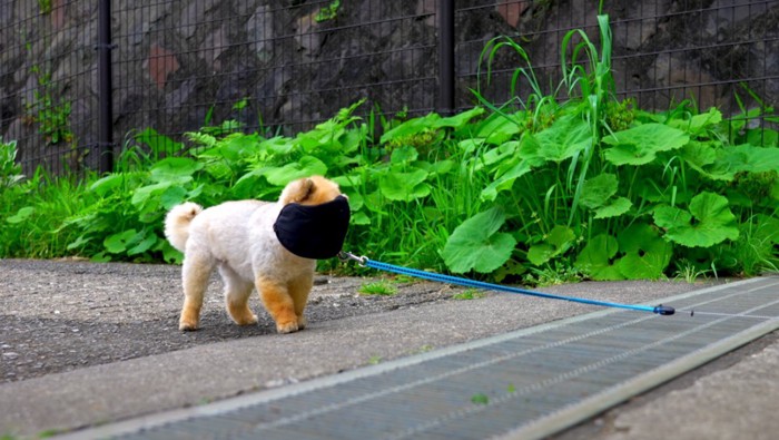 目隠しをされた犬