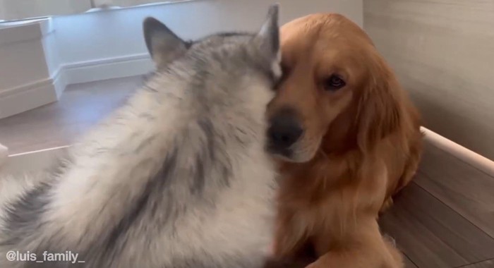 ゴールデンレトリバーに顔をくっつけるハスキー犬