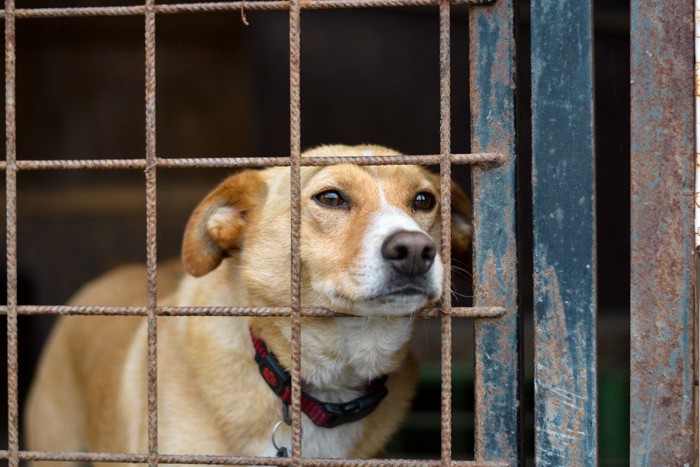 檻に入った犬