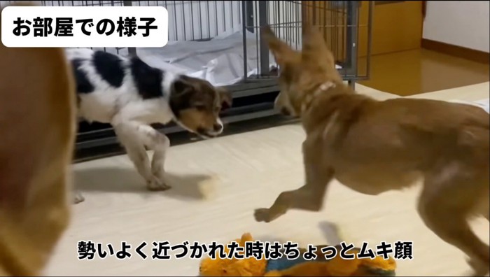 他の犬に威嚇する子犬