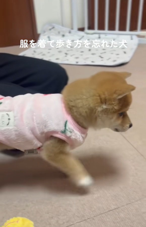 ぎこちない小雪ちゃん