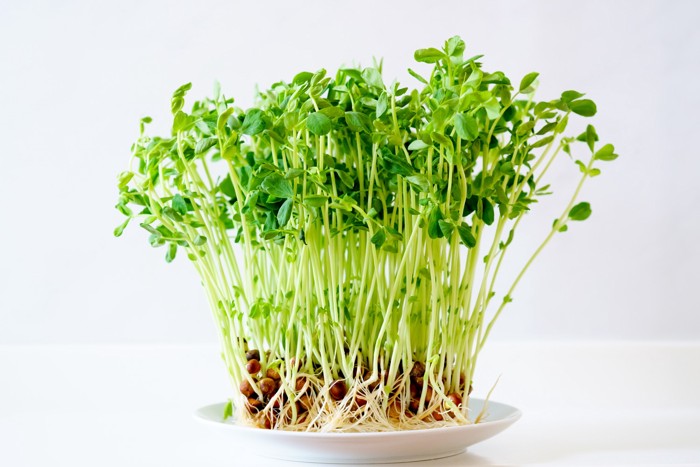 お皿の上にのせられた豆苗