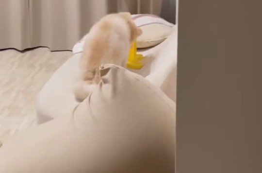 「やっぱり出ない…」