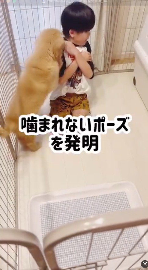 しゃがんでいる男の子に飛びつく子犬