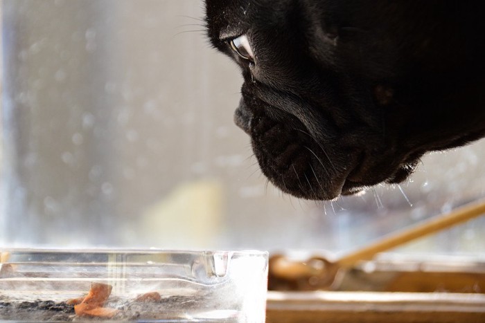 たばこの吸い殻を見る犬