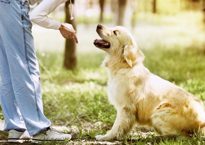 訓練中の犬