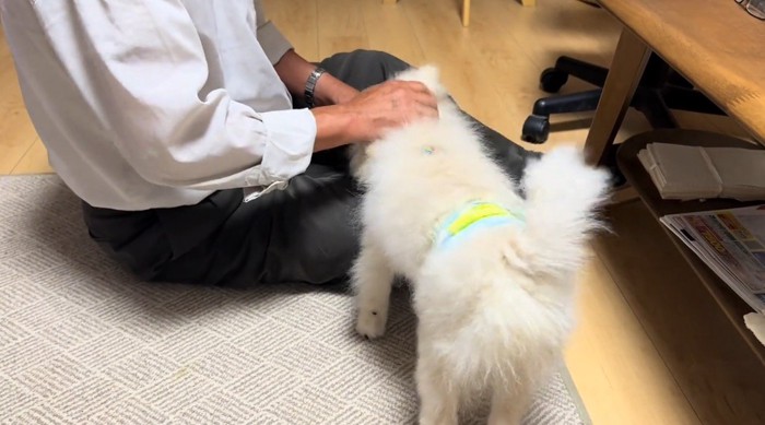 コップの水を飲む犬の背中を撫でる老年男性