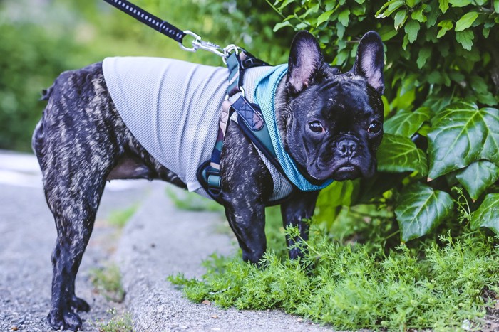 首をかしげるたれ耳の犬の顔のアップ