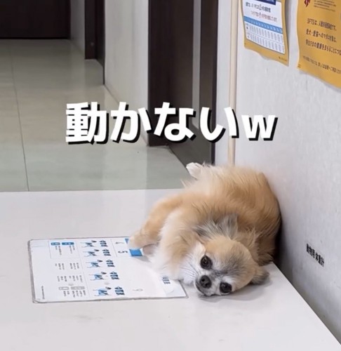 壁にもたれて横になる犬