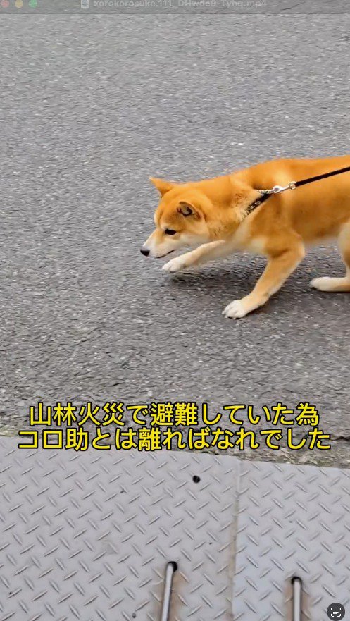 道路を右往左往する犬