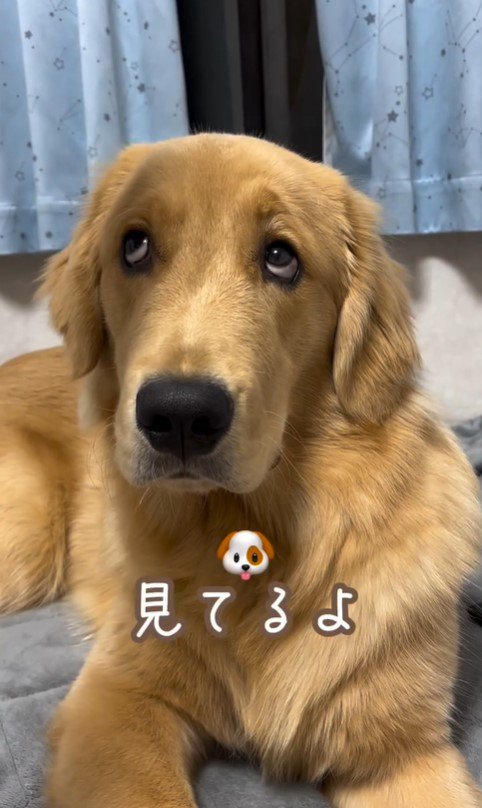 上を向いてほしい飼い主さんVSモンガータくん4