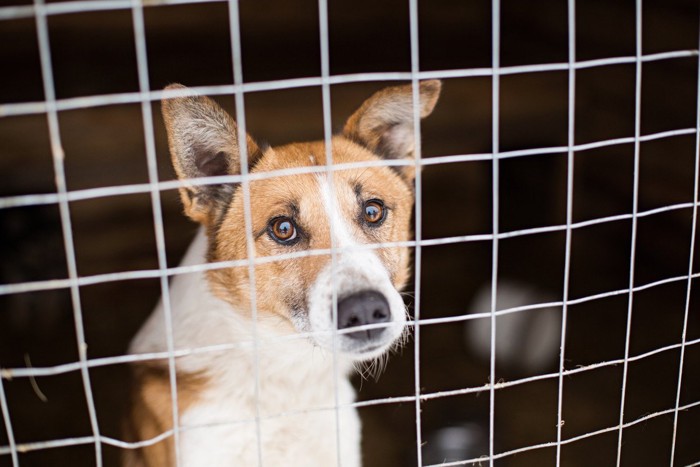 ケージの中の茶白の犬、雑種