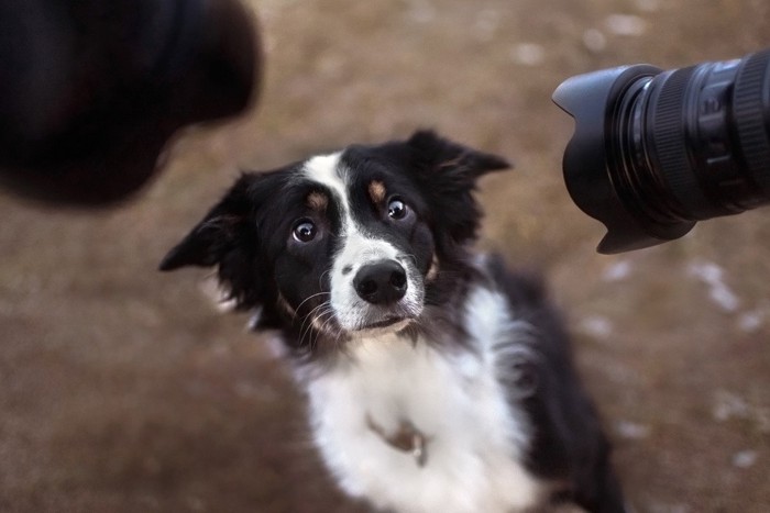 カメラを向けられた犬