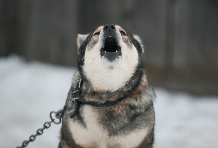 黒い首輪と鎖のリードを着けた犬