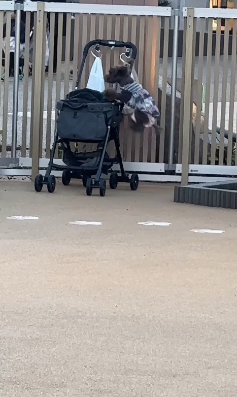 ドッグランでのジュプンちゃん5