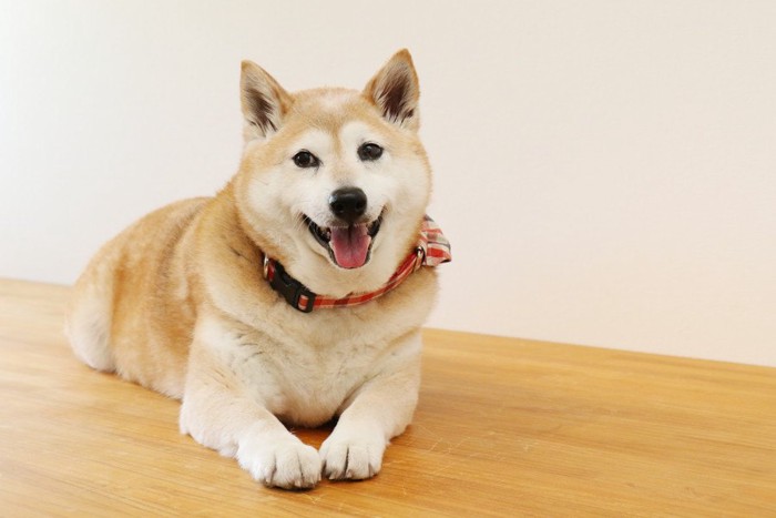 フローリングに伏せる柴犬