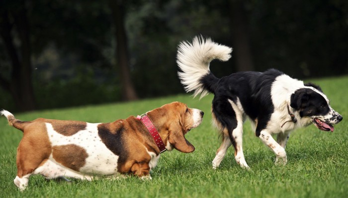 相手の犬のおしりを嗅ぐ犬