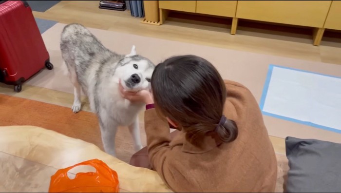 犬を撫でる女性