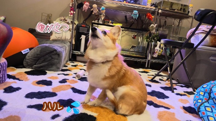 イラ立って体をカキカキ